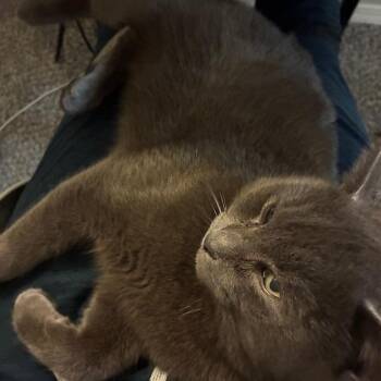 Domestic Short Hair and Russian Blue Cats Available for Adoption - Granite | PetCurious
