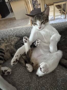 Jellybean -  Domestic Short Hair Cat for Adoption in Chandler, Arizona - Jellybean | PetCurious