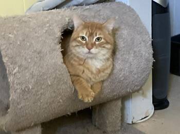 Domestic Short Hair Cats Available for Adoption - Turmeric | PetCurious