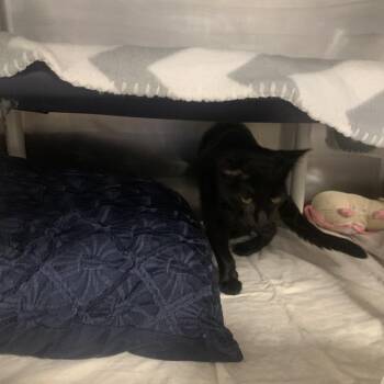Bean -  Domestic Short Hair Cat for Adoption in West Palm Beach, Florida - Bean | PetCurious