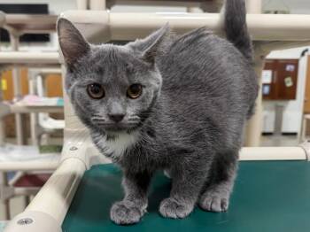 Leo -  Domestic Short Hair Cat for Adoption in Powell, Ohio - Leo | PetCurious