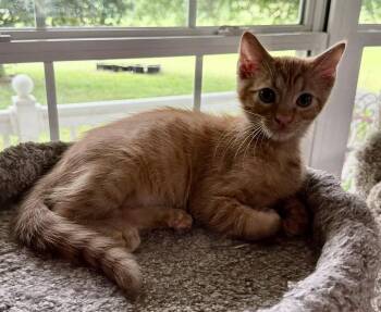 Ziggy Seibold -  Domestic Short Hair Cat for Adoption in Kansas City, Missouri - Ziggy Seibold | PetCurious