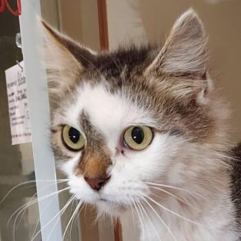 Sooty -  Domestic Medium Hair Cat for Adoption in Dayton, Ohio - Sooty | PetCurious