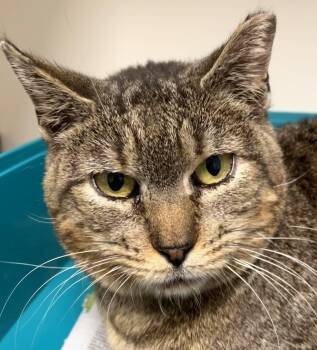 Rescue Domestic Short Hair Cats for Adoption in Norwalk, Connecticut - Cupcake | PetCurious