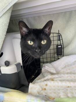 Domestic Short Hair Cats Available for Adoption in Kansas City, Missouri - Luna | PetCurious