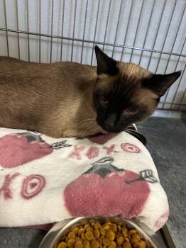 Michi -  Siamese Cat for Adoption in Rock Springs, Wyoming - Michi | PetCurious
