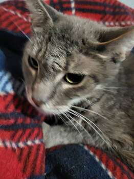 Rescue Domestic Short Hair Cats for Adoption in Oviedo, Florida - Anne | PetCurious