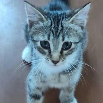 Cloudy -  Tabby Cat for Adoption in Fort Payne, Alabama - Cloudy | PetCurious