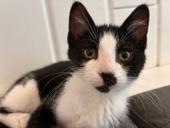 Forrest -  Domestic Short Hair Cat for Adoption in Steinbach, Manitoba - Forrest | PetCurious