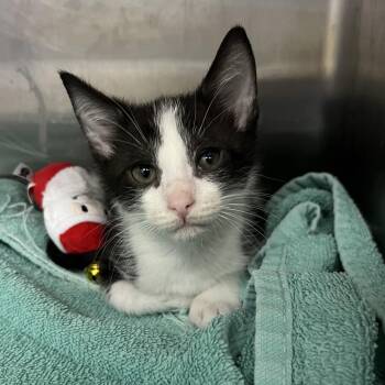 Benny -  Domestic Short Hair Cat for Adoption - Benny | PetCurious