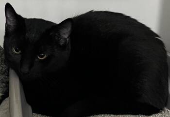 Rescue Domestic Short Hair Cats for Adoption in Webster City, Iowa - Solar | PetCurious