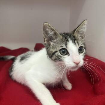 Tahoe -  Domestic Short Hair Cat Available for Adoption in Jupiter, Florida - Tahoe | PetCurious