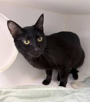 Chip -  Domestic Short Hair Cat for Adoption in Rochester, Indiana - Chip | PetCurious