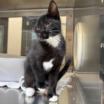 Slimpy -  Domestic Short Hair Cat Available for Adoption in York, Pennsylvania - Slimpy | PetCurious