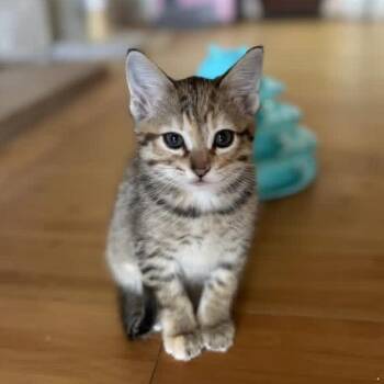 Fable -  Domestic Short Hair Cat for Adoption in Tustin, California - Fable | PetCurious