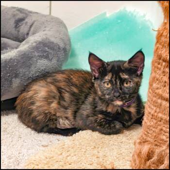 Foudy -  Domestic Short Hair and Tortoiseshell Cat for Adoption in Roswell, Georgia - Foudy | PetCurious