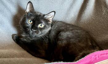 Cooper -  Domestic Long Hair Cat for Adoption in Johnson City, Tennessee - Cooper | PetCurious