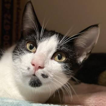 Rescue Domestic Short Hair Cats for Adoption in Victor, New York - Monet | PetCurious