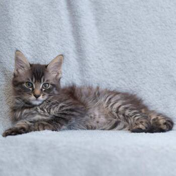 Jon (Yellow) -  Domestic Medium Hair Cat for Adoption in Sunnyvale, California - Jon (Yellow) | PetCurious