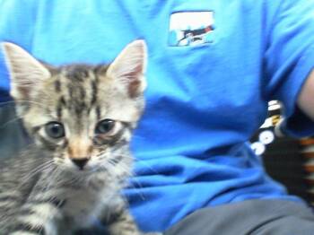 Rescue Domestic Short Hair Cats for Adoption in Dallas, Texas - JUNIOR | PetCurious