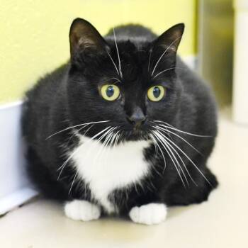 Midnight -  Domestic Short Hair Cat for Adoption in Sanford, Florida - Midnight | PetCurious