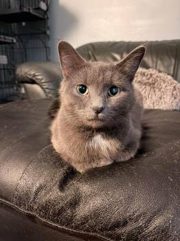 Tin -  Domestic Short Hair Cat for Adoption in Spencerville, Ontario - Tin | PetCurious