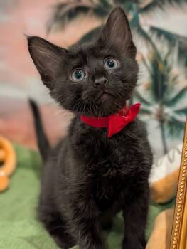 Rescue Domestic Short Hair Cats for Adoption in Fremont, California - Truffles | PetCurious