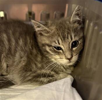 KELLY -  Domestic Short Hair Cat for Adoption in Aliquippa, Pennsylvania - KELLY | PetCurious