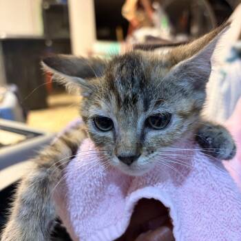 Elsie -  Domestic Short Hair Cat for Adoption in Waldorf, Maryland - Elsie | PetCurious