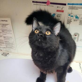 Indigo -  Domestic Medium Hair Cat for Adoption in Belfair, Washington - Indigo | PetCurious