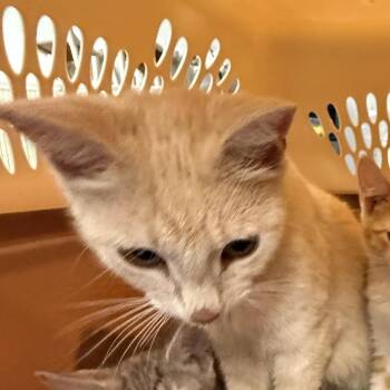 Peach Tea-C -  Domestic Short Hair Cat for Adoption in East St. Louis, Illinois - Peach Tea-C | PetCurious