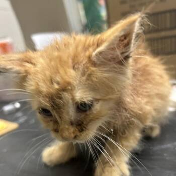 Whiney -  American Shorthair Cat for Adoption in Lufkin, Texas - Whiney | PetCurious