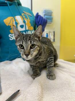 Allay -  Domestic Short Hair Cat for Adoption in Raleigh, North Carolina - Allay | PetCurious