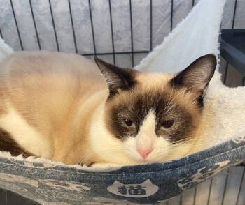 Snowshoe and Domestic Short Hair Cats Available for Adoption - Elsa | PetCurious