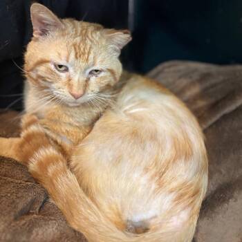 Kliff-Foster -  Domestic Short Hair Cat for Adoption in Walker, Michigan - Kliff-Foster | PetCurious
