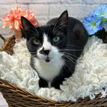 Lipwig "Lippy" -  Domestic Short Hair Cat Available for Adoption in Harrisonburg, Virginia - Lipwig "Lippy" | PetCurious