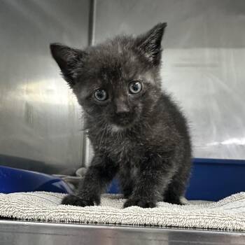 Coconut -  Domestic Short Hair Cat for Adoption in Warrensburg, Missouri - Coconut | PetCurious