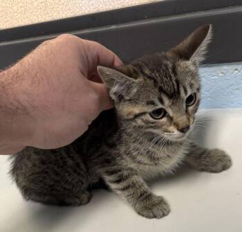 Domestic Short Hair Cats Available for Adoption in Lawrenceville, Georgia - Kd-5 Raya | PetCurious