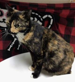 REINA -  Domestic Short Hair Cat for Adoption in Riverside, California - REINA | PetCurious