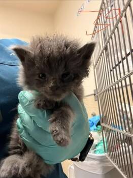 A1913941 -  Domestic Short Hair Cat for Adoption in Riverside, California - A1913941 | PetCurious