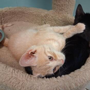Weiland -  Domestic Long Hair Cat for Adoption in Middlebury, Vermont - Weiland | PetCurious