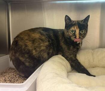 Gracie -  Domestic Short Hair Cat for Adoption in Stratham, New Hampshire - Gracie | PetCurious