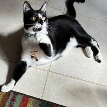 Brody -  Domestic Short Hair Cat for Adoption in Tampa, Florida - Brody | PetCurious