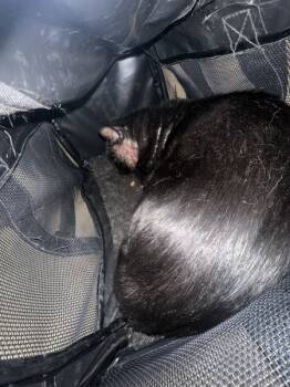 Rescue Domestic Short Hair Cats for Adoption in Marietta, Georgia - (606) | PetCurious