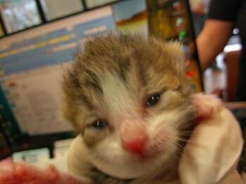 VIVI -  Domestic Short Hair Cat Available for Adoption in Ocala, Florida - VIVI | PetCurious