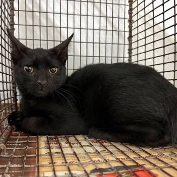 Magical -  Domestic Short Hair Cat for Adoption in Edinburg, Texas - Magical | PetCurious