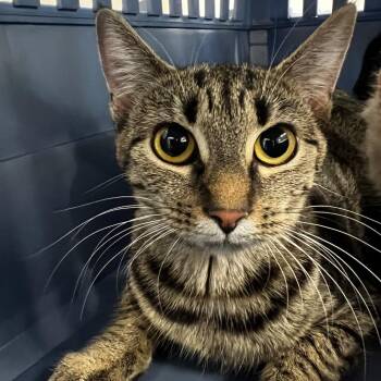 Lava Girl -  Domestic Short Hair Cat for Adoption in Allentown, Pennsylvania - Lava Girl | PetCurious