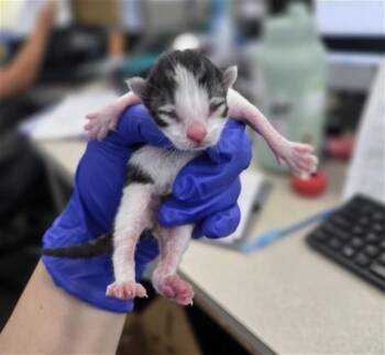 Domestic Short Hair Cats Available for Adoption in Dallas, Texas - MEENY | PetCurious