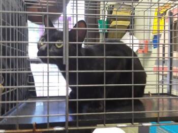 ROSETTA -  Domestic Short Hair Cat for Adoption in Tulsa, Oklahoma - ROSETTA | PetCurious