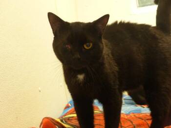 Zeus -  Domestic Short Hair Cat for Adoption in Ogdensburg, New York - Zeus | PetCurious